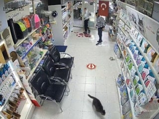İstanbul'da 3 çocuk veterinere torpil attı: Hayvanlar panikle kaçıştı
