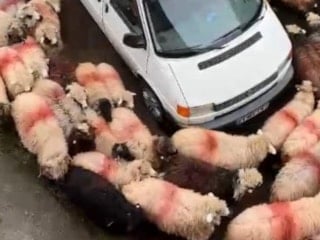 Trabzon'da koyunlar, minibüsün çevresinde halka oluşturdu