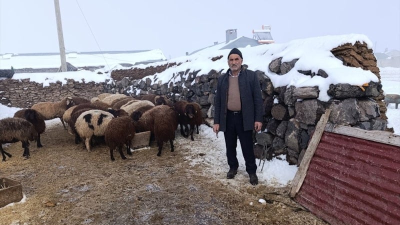 Kars'ta kurt saldırısında 214 koyun telef olmuştu: Digor tek yürek oldu