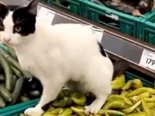 Market reyonunda şoke eden görüntüler: Kedi biberlerin üzerine tuvaletini yaptı