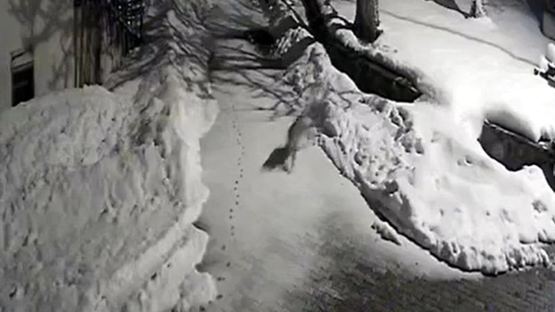 Erzincan’da vaşak köye indi: Kedi avı kamerada