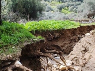 Aydın’da taşkın zeytinlikleri vurdu: Dere yön değiştirdi