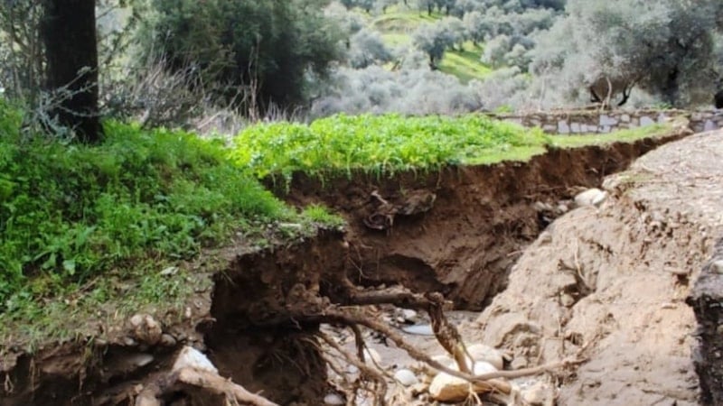 Aydın’da taşkın zeytinlikleri vurdu: Dere yön değiştirdi