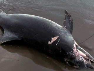 Adana'da ölü yunus sahile vurdu