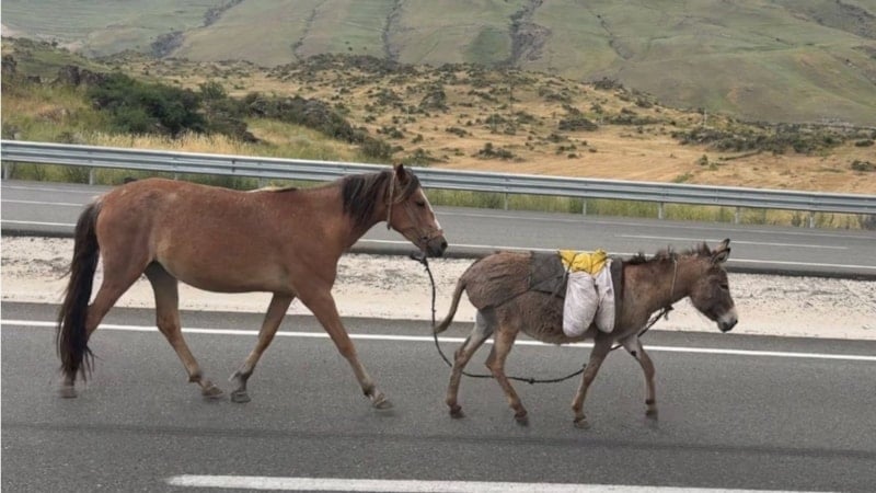 TÜİK verileri ortaya koydu: At, eşek ve katır sayısı geriliyor