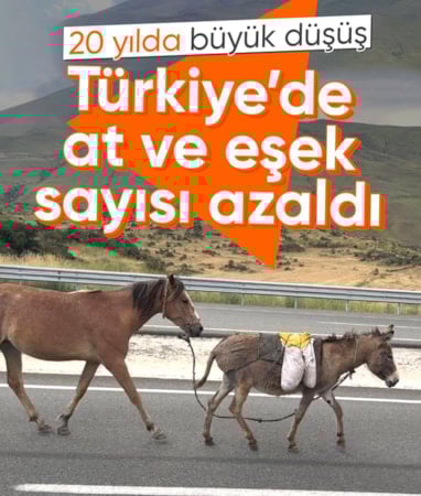 TÜİK verileri ortaya koydu: At, eşek ve katır sayısı geriliyor