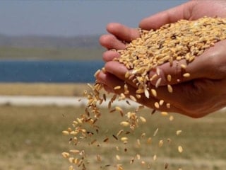 TMO, TÜRİB üzerinden lisanslı depolardaki buğdayı serbest satışa sunuyor