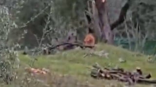 CHP Milas İlçe Başkanı, 100 yıllık zeytin ağaçlarını kesti