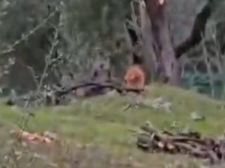 CHP Milas İlçe Başkanı, 100 yıllık zeytin ağaçlarını kesti