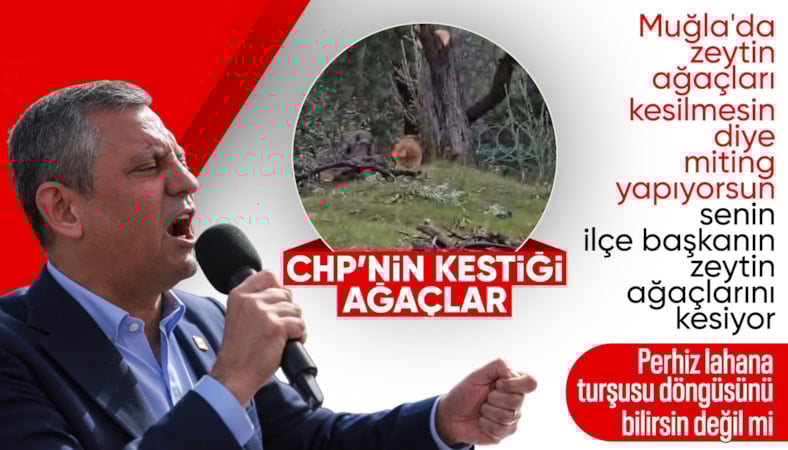 CHP Milas İlçe Başkanı, 100 yıllık zeytin ağaçlarını kesti