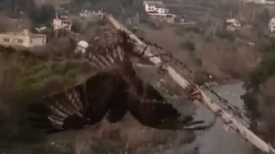 Hatay'da tellere takılan şahin kurtarıldı