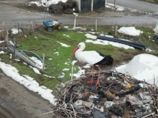 Bitlis'te 3 yıldır göç etmeyen leylek ilgi çekiyor