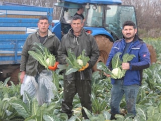 Bafra Ovası'ndaki karnabahar iç piyasaya yetiyor