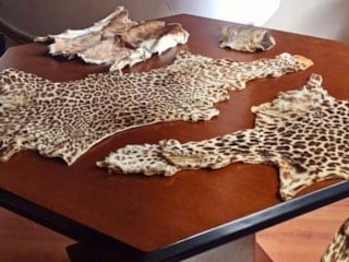 Çukurova Havalimanı’nda kaçak yaban hayvanı parçaları ele geçirildi