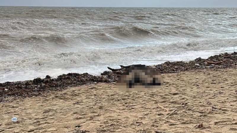 Balıkesir'de sahiline kadın cesedi vurdu