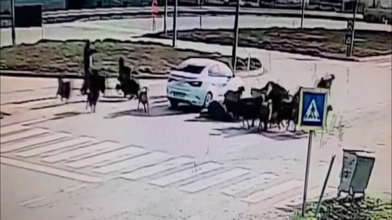 Hatay'da otomobil koyun sürüsüne daldı