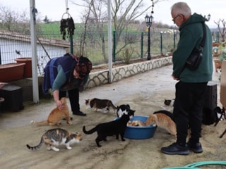 Kırklareli’de doktor tavsiyesiyle başlayan sevgi, 40 kedilik yuvaya dönüştü