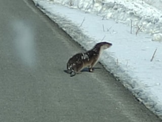 Ardahan'da nesli tehlike altındaki su samuru, kara yolunda görüntülendi