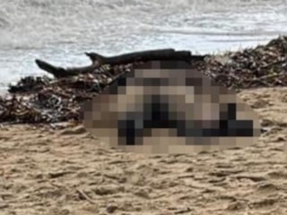 Ayvalık’ta kıyıya vuran kadın cesediyle ilgili yeni gelişme