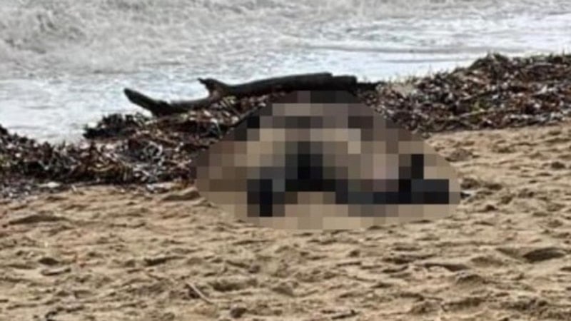 Ayvalık’ta kıyıya vuran kadın cesediyle ilgili yeni gelişme