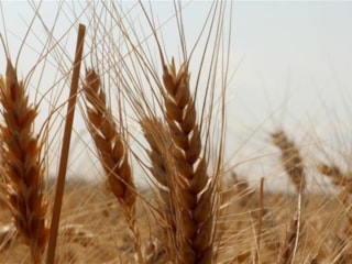 Ekmeklik ve makarnalık buğday stokları günlük satışta