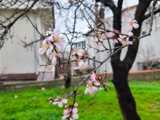 Edirne'de meyve ağaçları erkenden çiçek açtı