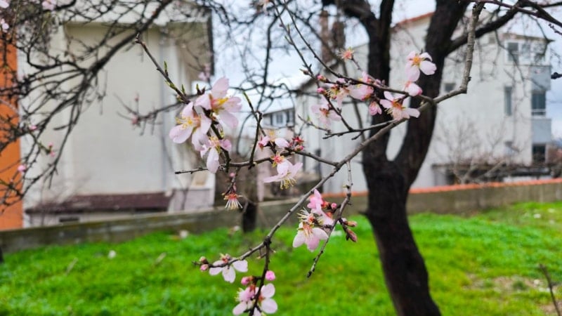 Edirne'de meyve ağaçları erkenden çiçek açtı