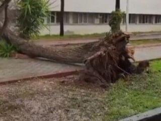 Adana’da fırtına, ağaçları devirdi