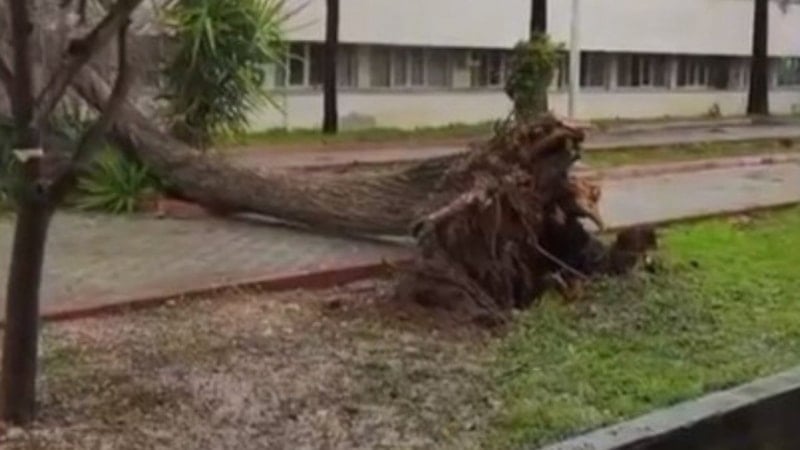 Adana’da fırtına, ağaçları devirdi