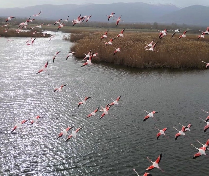 Eber Gölü’nde flamingo şöleni