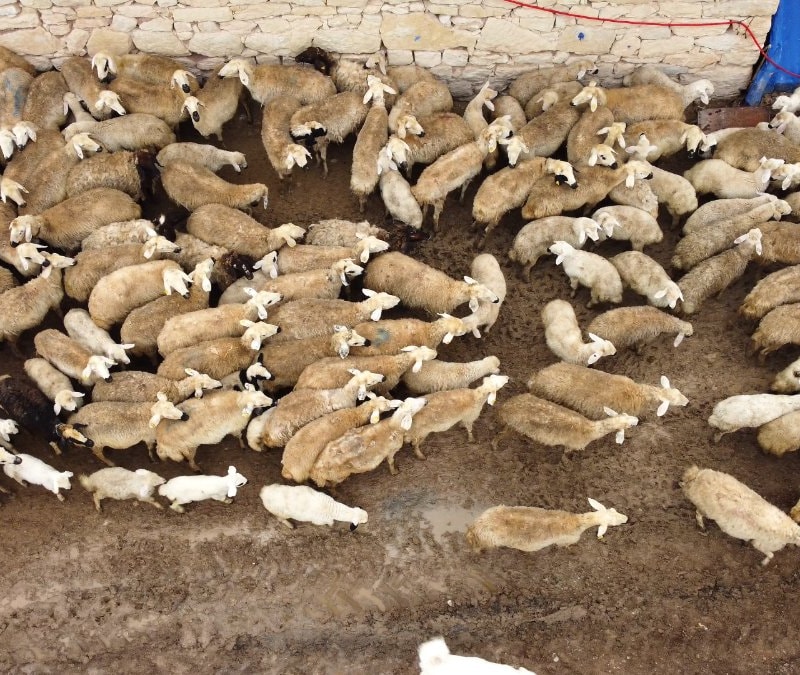 Malatya'da kuzuların anneleriyle buluşma anları