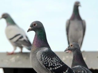 Polonya'da güvercinlere doğum kontrolü uygulanacak