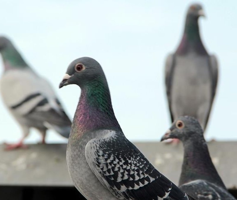 Polonya'da güvercinlere doğum kontrolü uygulanacak