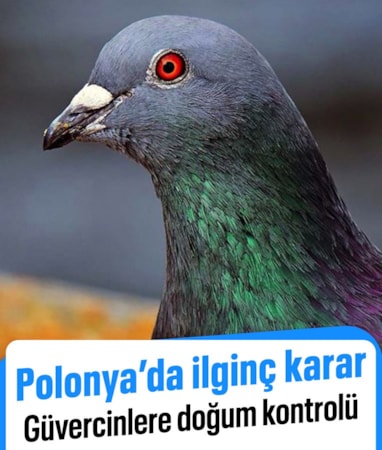 Polonya'da güvercinlere doğum kontrolü uygulanacak