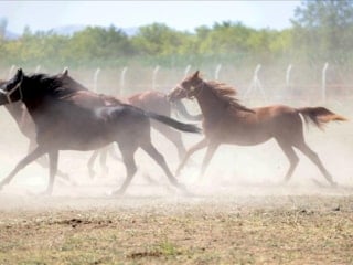 TİGEM’den '100 milyon liralık yarış atları kayıp' iddiasına yanıt
