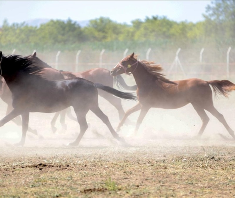 TİGEM’den '100 milyon liralık yarış atları kayıp' iddiasına yanıt