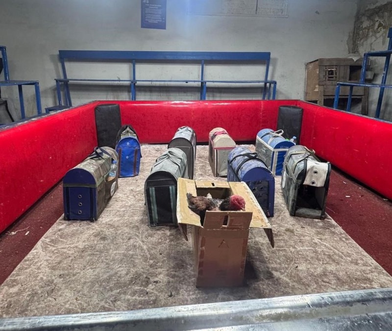 Adana'da horoz dövüşünün yapıldığı kıraathaneye baskın