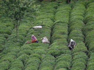 Türk çayının ihracat geliri yüzde 66'lık sıçrama gösterdi