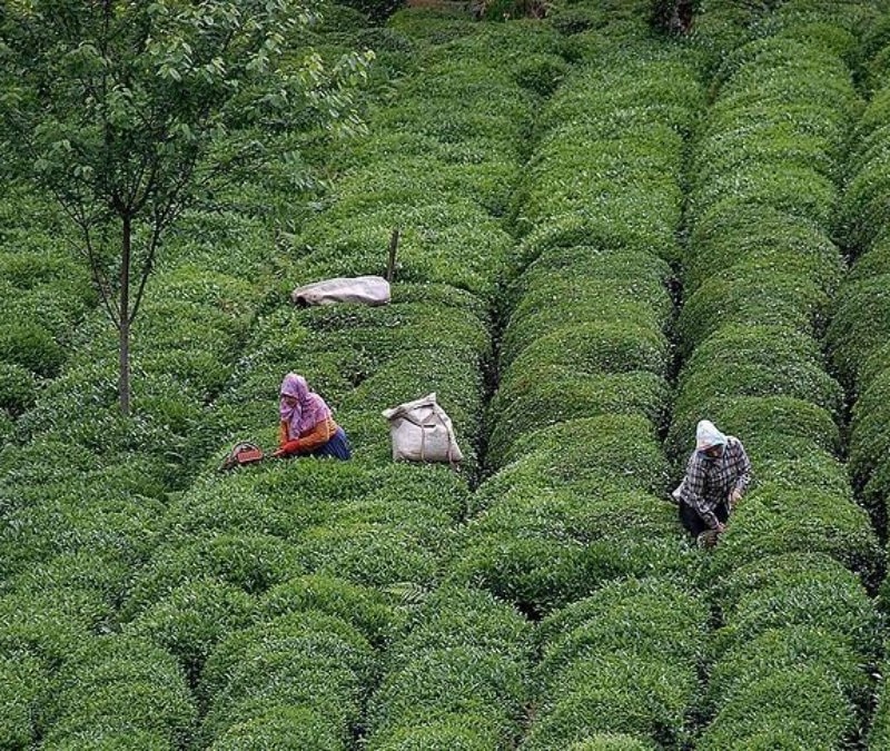 Türk çayının ihracat geliri yüzde 66'lık sıçrama gösterdi