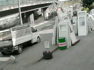 Trabzon'da başıboş köpek, can yaktı: Kaçarken otobüsün altında kaldı