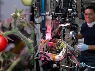 Uzayda domates yetiştirilir mi? Çin’den dikkat çeken hasat görüntüleri