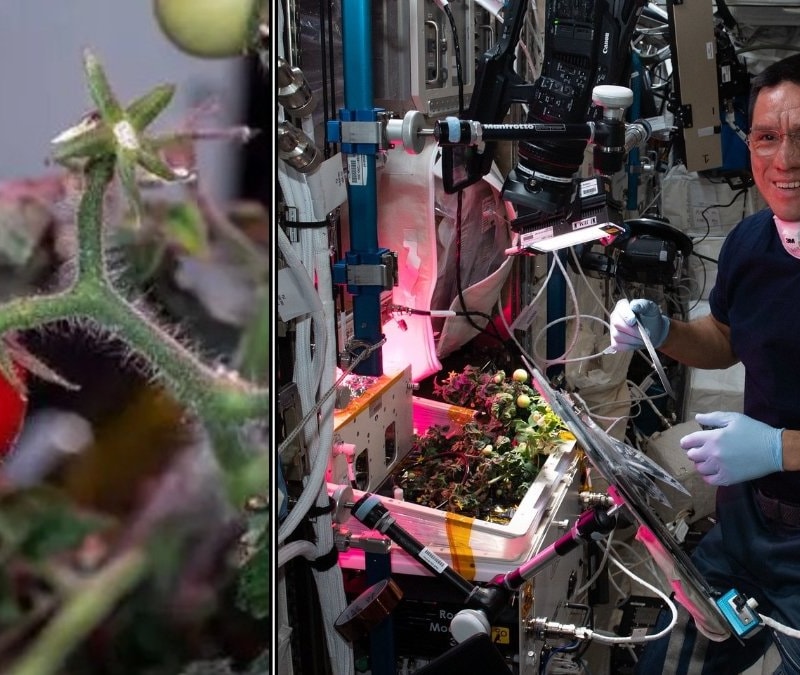 Uzayda domates yetiştirilir mi? Çin’den dikkat çeken hasat görüntüleri