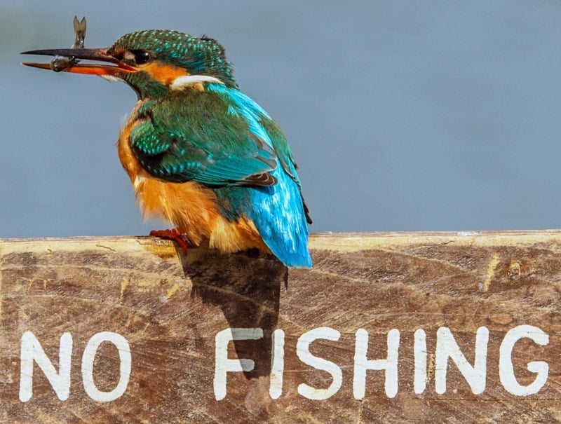 Yılın Kareleri 2025: Emine Erdoğan’ın Oyları ve Gazze Özel Kategorisi