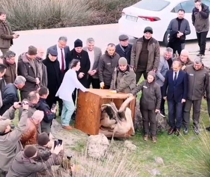 Samsun’da yaralı pelikanlar yeniden kanat çırptı