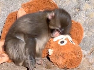 Oyuncak pelüşü annesi sanan maymun dünya gündeminde