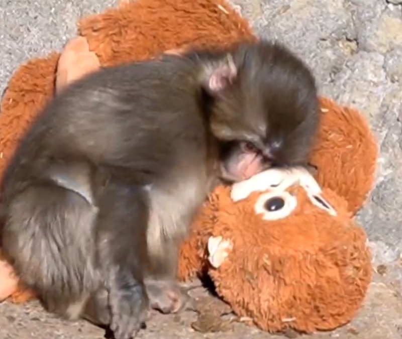 Oyuncak peluşu annesi sanan maymun dünya gündeminde