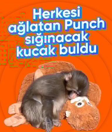 Oyuncak pelüşü annesi sanan maymun dünya gündeminde