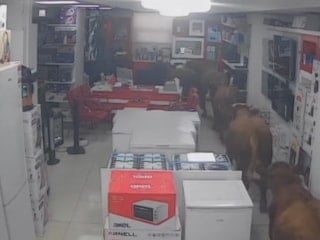 Batman’da kaçan inekler beyaz eşya mağazasına daldı