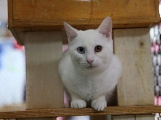 Evcil kedilerdeki kanser araştırması insan tedavisine ışık tutabilir