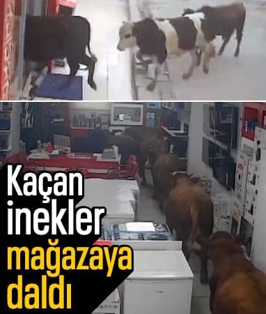 Batman’da kaçan inekler beyaz eşya mağazasına daldı